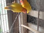 2 pear yellow fisher red eye love bird bikre hobe