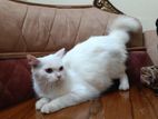 2 Persian cat