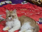 2 Persian Cat