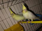 Cockatiel Bird for sale