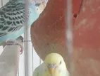 Budgerigar