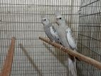 2 piece cinnamon pearl 4-5 months old baby cockatiel for sale