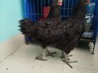 2 pis black Tiger morog sale hobe boyos 2.5/3 month