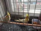 2 pis cocatel female