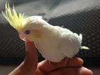 2 pis cockatiel