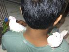 2 pis cocktail full Tame baby for sell