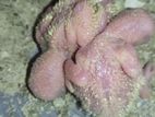 2 Pis Love Birds Red Head Baby N Ek Pair Lutino R Albino Running