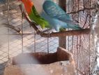 2 Pis Lovebird
