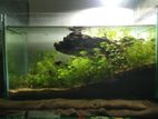 2 planted aquarium