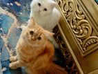 2 Pure Persian Cat for sale!