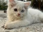 ২ রঙের চোখ (odd-eyed) ৩ মাস বয়সী পার্শিয়ান ক্যাট (persian Cat) ছানা!