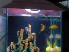 2 Ta Aquarium