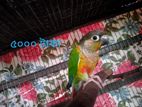 2 ta conure sell hobe.