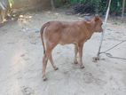 2 Ta Desi Goru