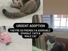 Cat for adoption