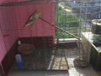2 Ta Female Cockatiel Bird Ekdom Fully Sustho Bikri Korbo