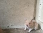 Hamster Sell Hobe