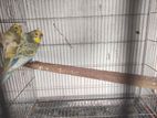 2 Ta single new adult male and 1 pair for sell