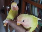 2 tame love bird