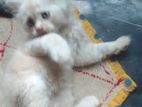 Cat For Sell