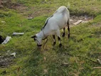 ২ টা বাচ্চা সহ ছাগল বিক্রি হবে। black bengol