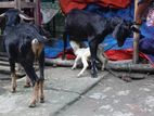 ২ টা বাচ্চাসহ দুইটা বকরির ছাগল বিক্রি হবে।