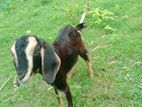 পাঠি ছাগল বিক্রি করা হবে
