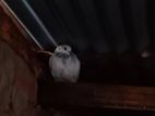 Bird sell
