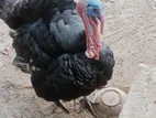 ২ টা টার্কি মুরগি বিক্রি করা হবে