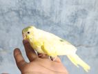 ২ টা টেম সাইজ বাজরিকা পাখি