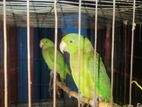 Ringneck parrot sell kora hobe