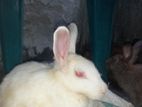 Rabbit