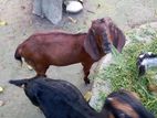 ২ টি খাসি ১টি পঠি