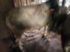 ২ টি ষাড় গরুর