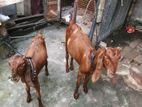 ২ টি তোতাপুরী পাঠী