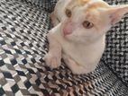 2 year adult male cat (Adopt)