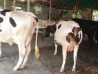 ২০২নং গাভী ৩টি বিক্রয় হবে অল্প দামে ।