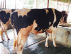 ২০৬ নং ২টি এড়ে ষাঁড় বিক্রয় হবে ।