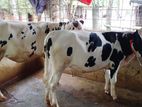 ২০৯নং ২টি বকনা বিক্রয় হবে অল্প দামে ।