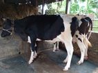 ২১২নং ২টি গাভী বিক্রয় হবে।