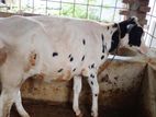 ২১৪ নং উন্নত জাতের বকনা বাছুর বিক্রয় হবে ।