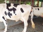 ২১৯নং পোষার জন্য ৩টি গাভী কিনুন অল্প দামে ।
