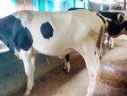 ২২২নং বাছাই কৃত ৪টি বকনা অল্প দামে কিনুন ।