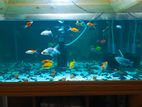 23 Piece Aquarium Fish