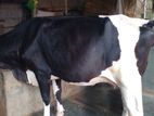 ২৩৩নং নিঃসন্ধেহে গাভী কিনুন।
