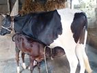 ২৩৬ নং গাভী গরু।