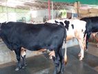 ২৩৮নং ৩ টি এড়ে ষাঁড় বিক্রয় হবে।