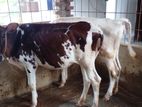 ২৩৯নং অল্প দামে ২টি বকনা বাছুর কিনুন ।