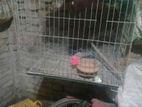 24 by bird caga new condition with feeding pot .
