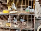 24*18 size er 4 khop cage